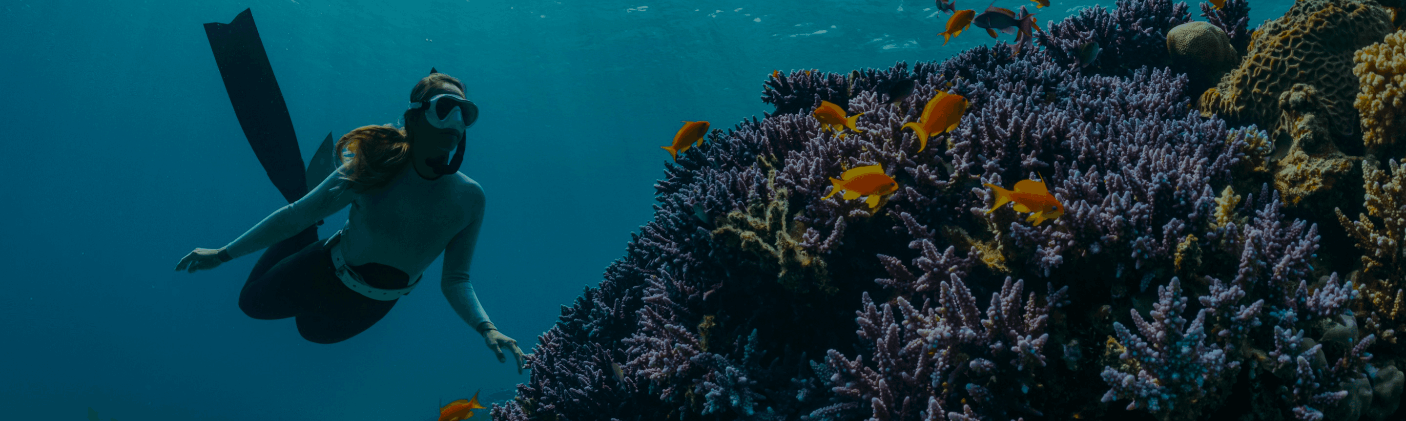 Unterwasseraufnahme eines Tauchers, der ein lebendiges Korallenriff mit bunten Fischen erkundet, als Symbol für Fincites vielfältiges Partner-Ökosystem.