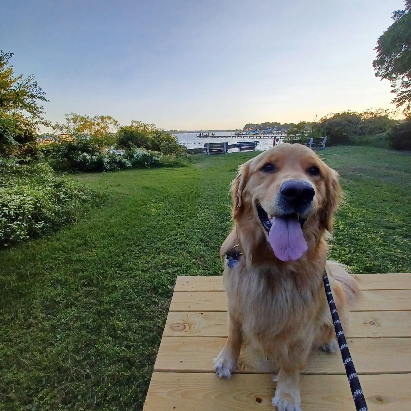 Golden retriever sitting on wooden dock with tongue out, waterfront and green lawn behind