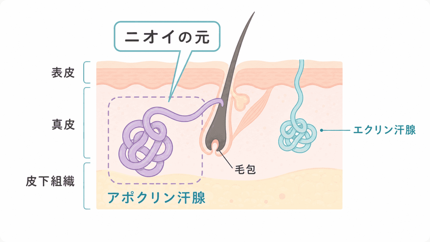 図1. 皮膚に存在する2つの汗腺(エクリン汗腺・アポクリン汗腺)の分布と役割