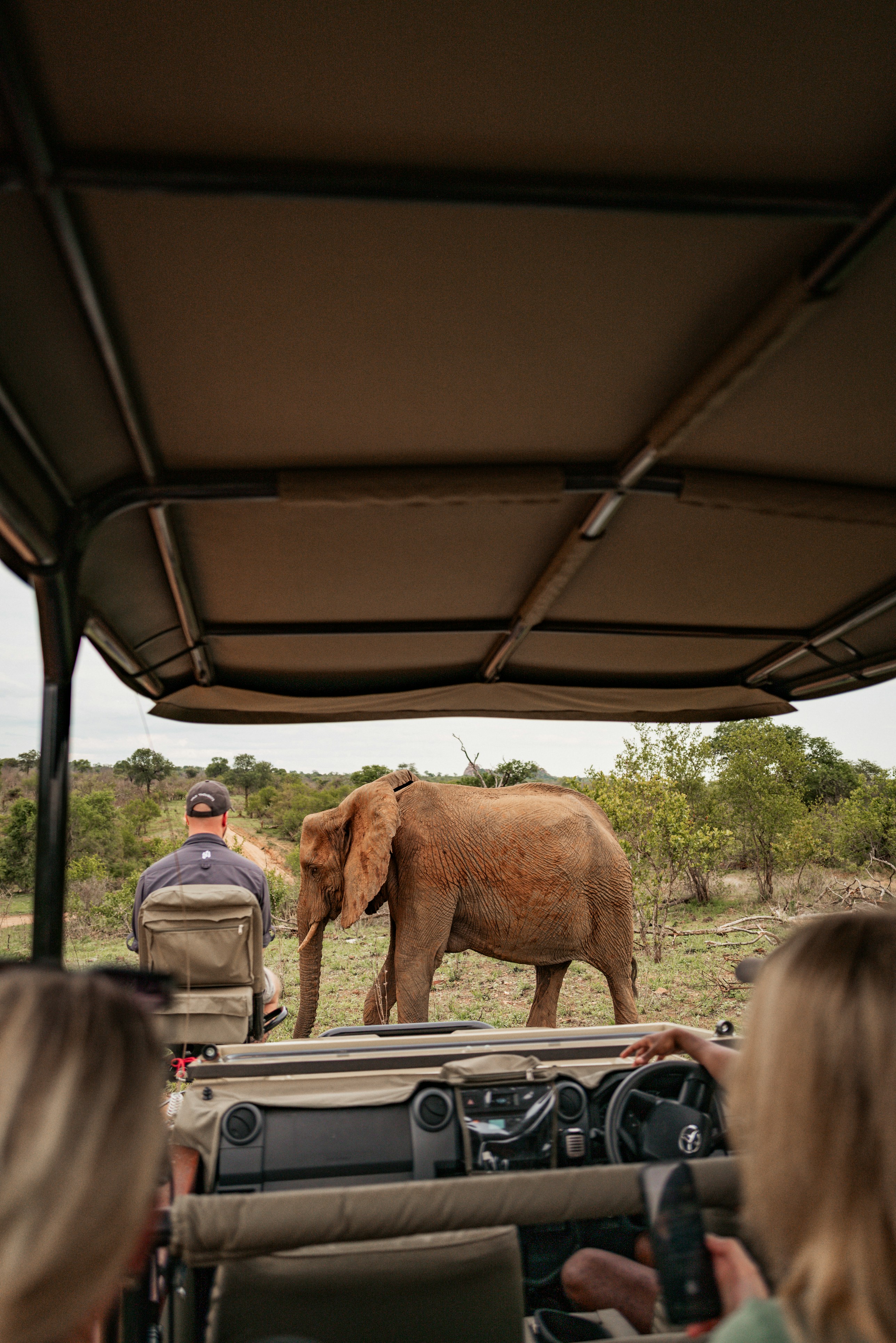 Elephant walking near safari vehicle with tourists