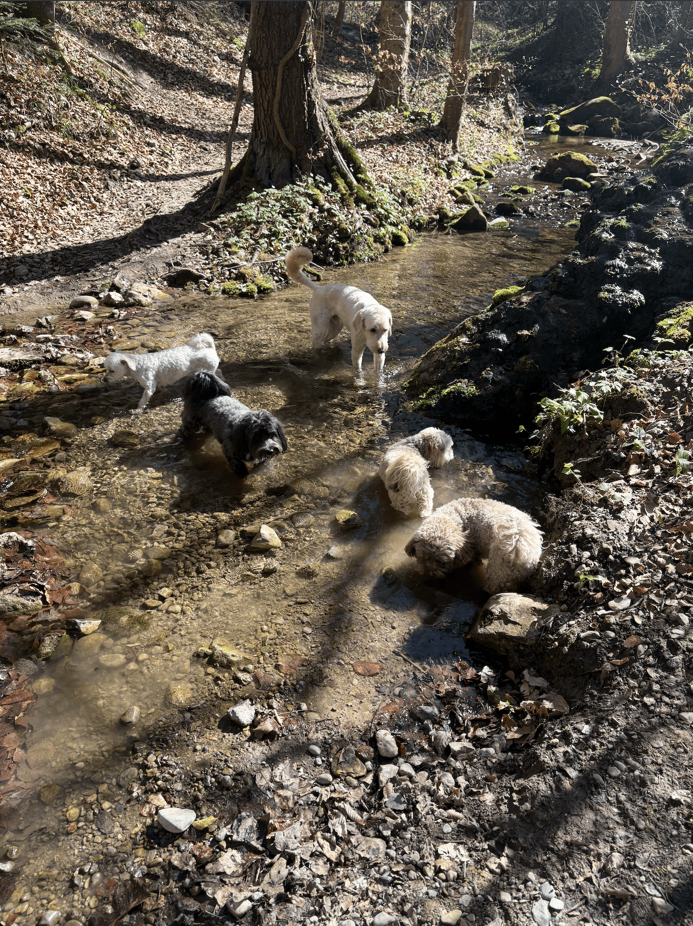 Picture of dogs