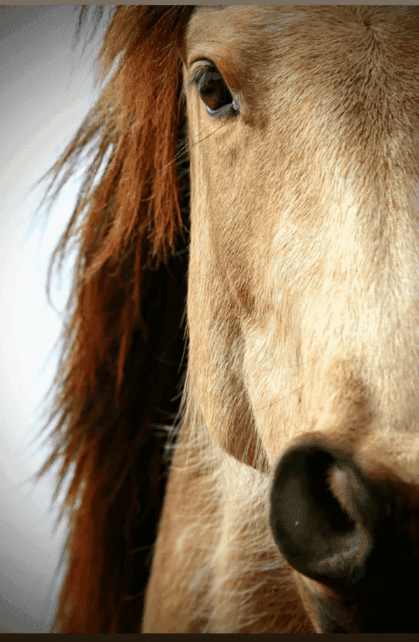 Détail de la tête d'un cheval calme, symbole de l'approche douce et bienveillante enseignée lors de nos cours et stages dans l'Hérault.