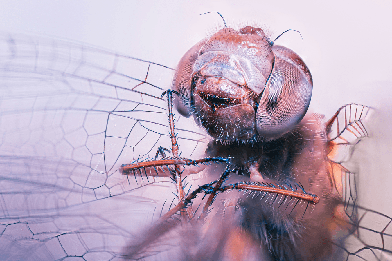 cover-project-glasswing-update-ai-vulnerability-discovery-appsec (https://unsplash.com/photos/xwzLgRUCViU)