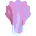 Radicchio