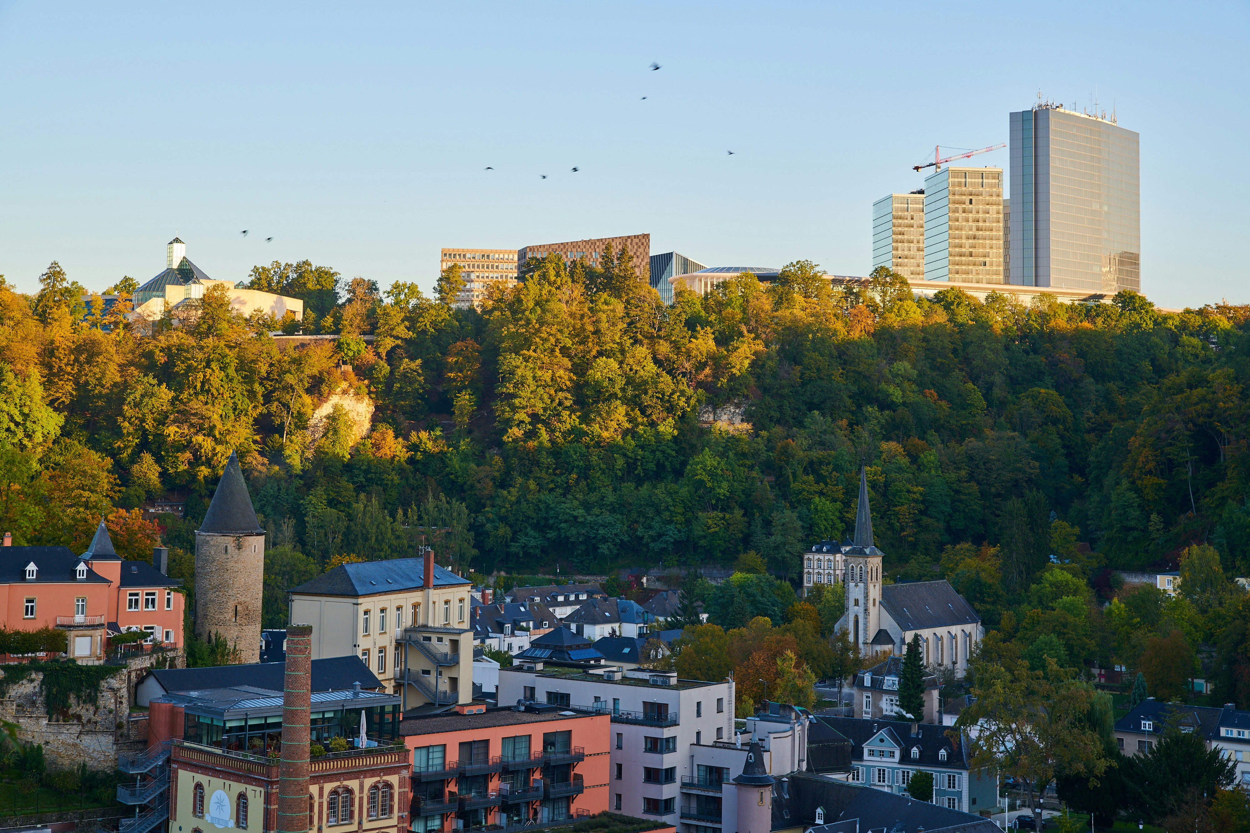 green trees near city buildings during daytime