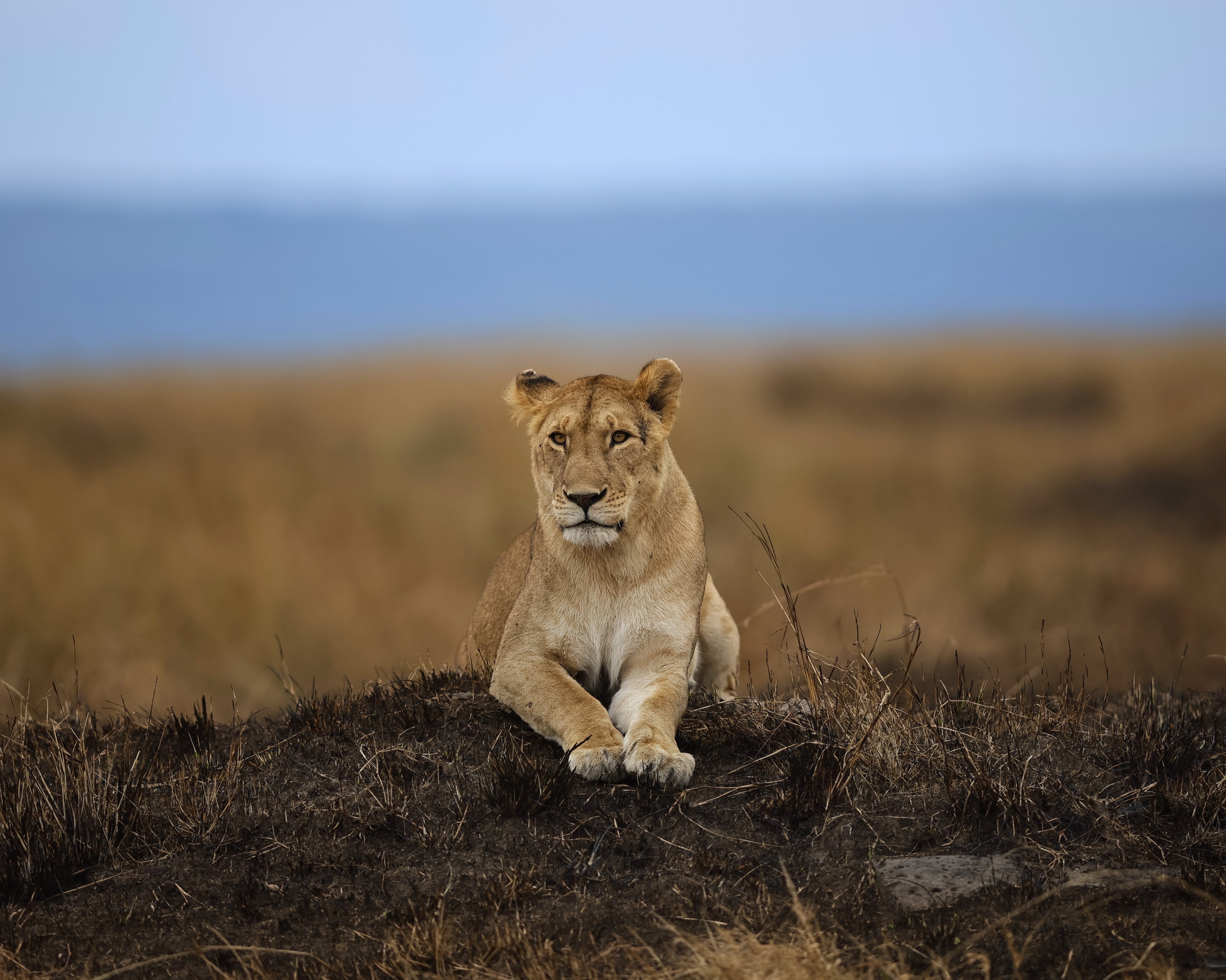 india-to-masai-mara-safari-journey