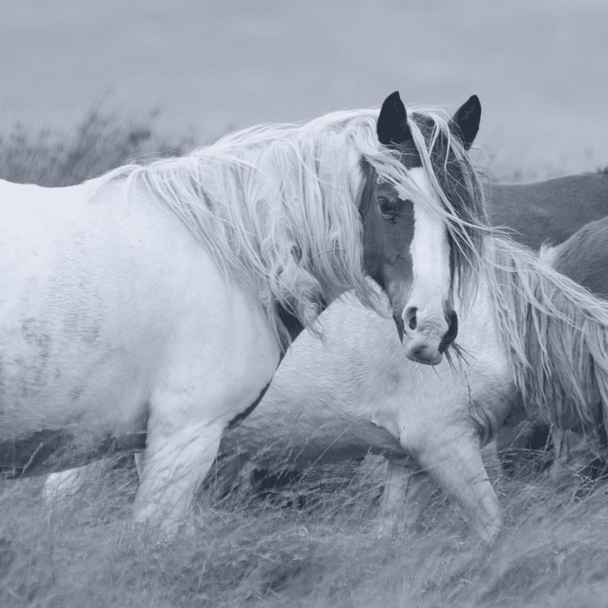 A horse amongst a group looking in a different direction