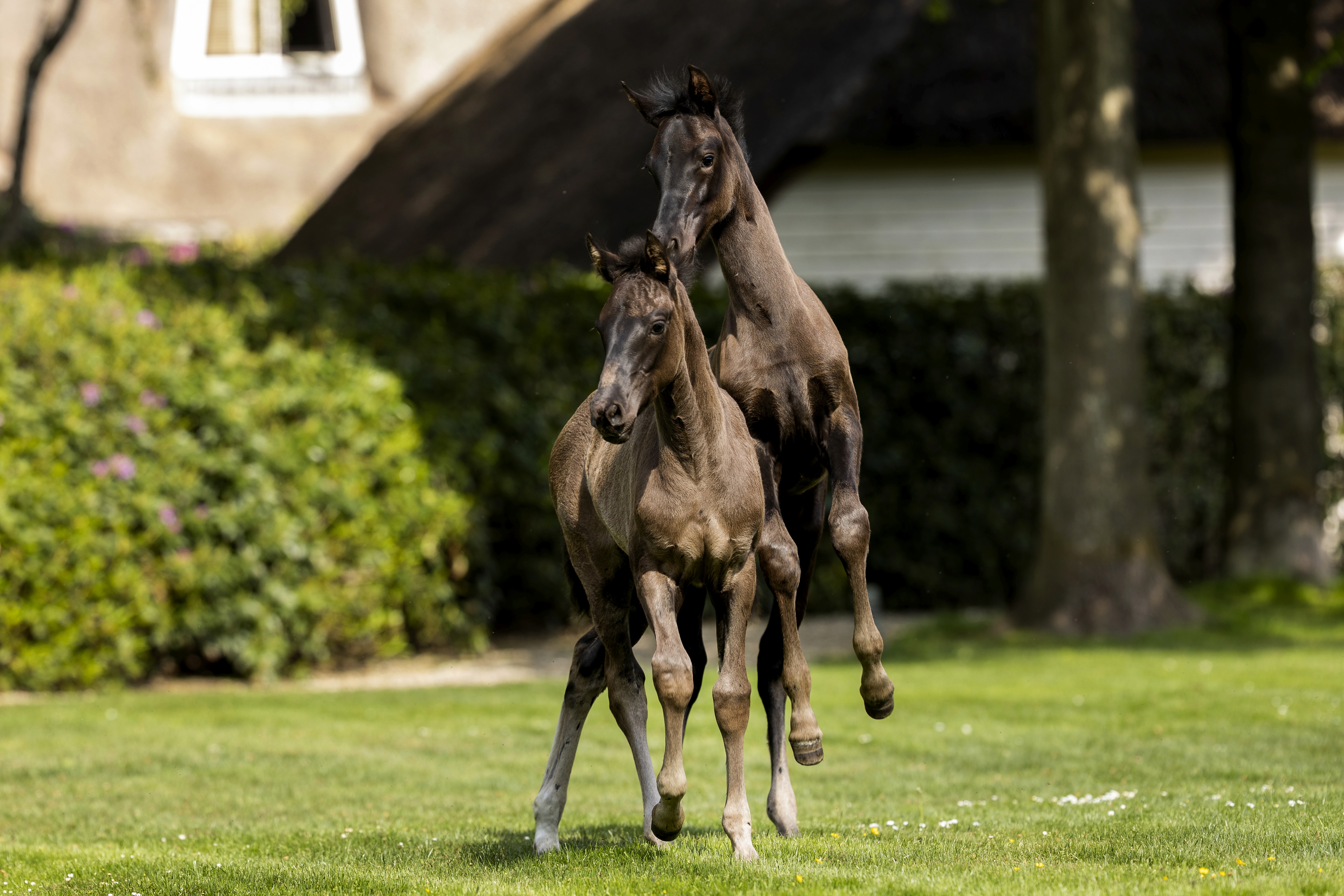 Spin-off en Sexy kattenkwaad