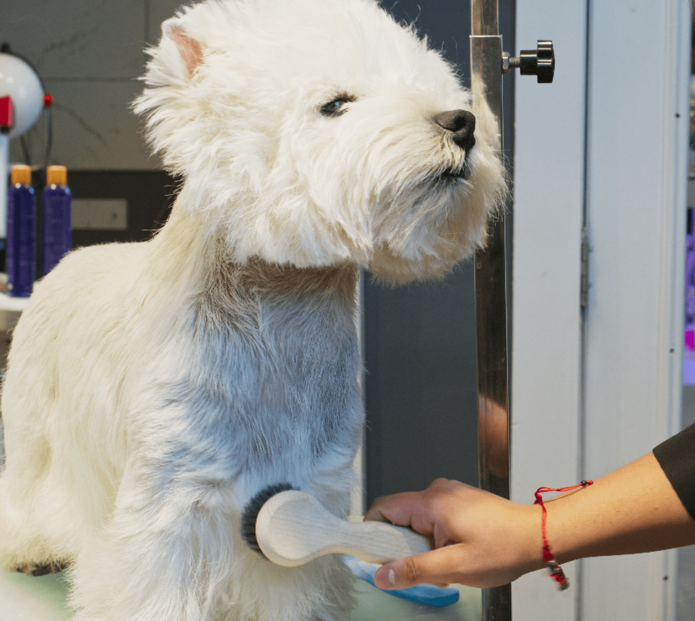 Groomer brushing a white terrier on a grooming table to showcase cleanliness, softness, and premium coat care.