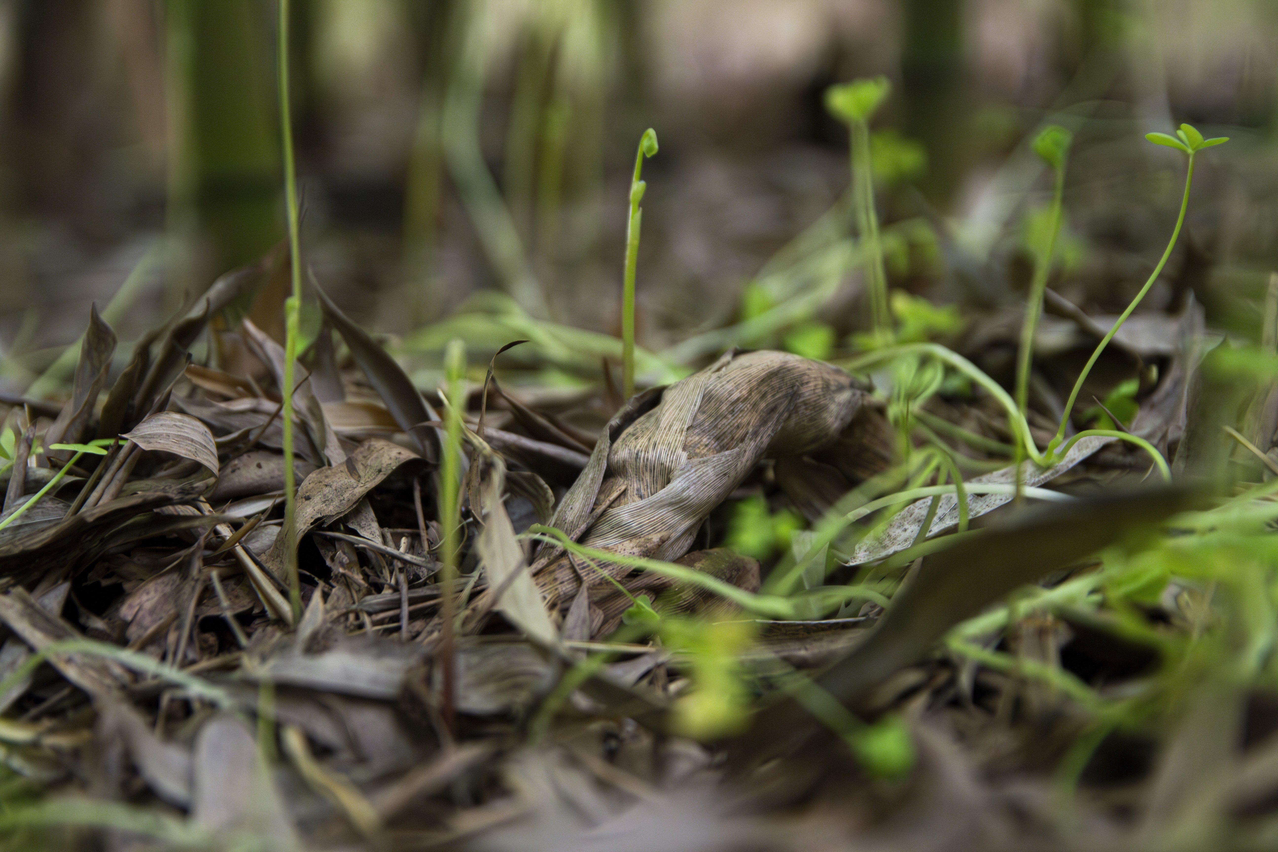 Certificats d'élimination du carbone pour des sols plus sains (bamboo_better_soils_news)