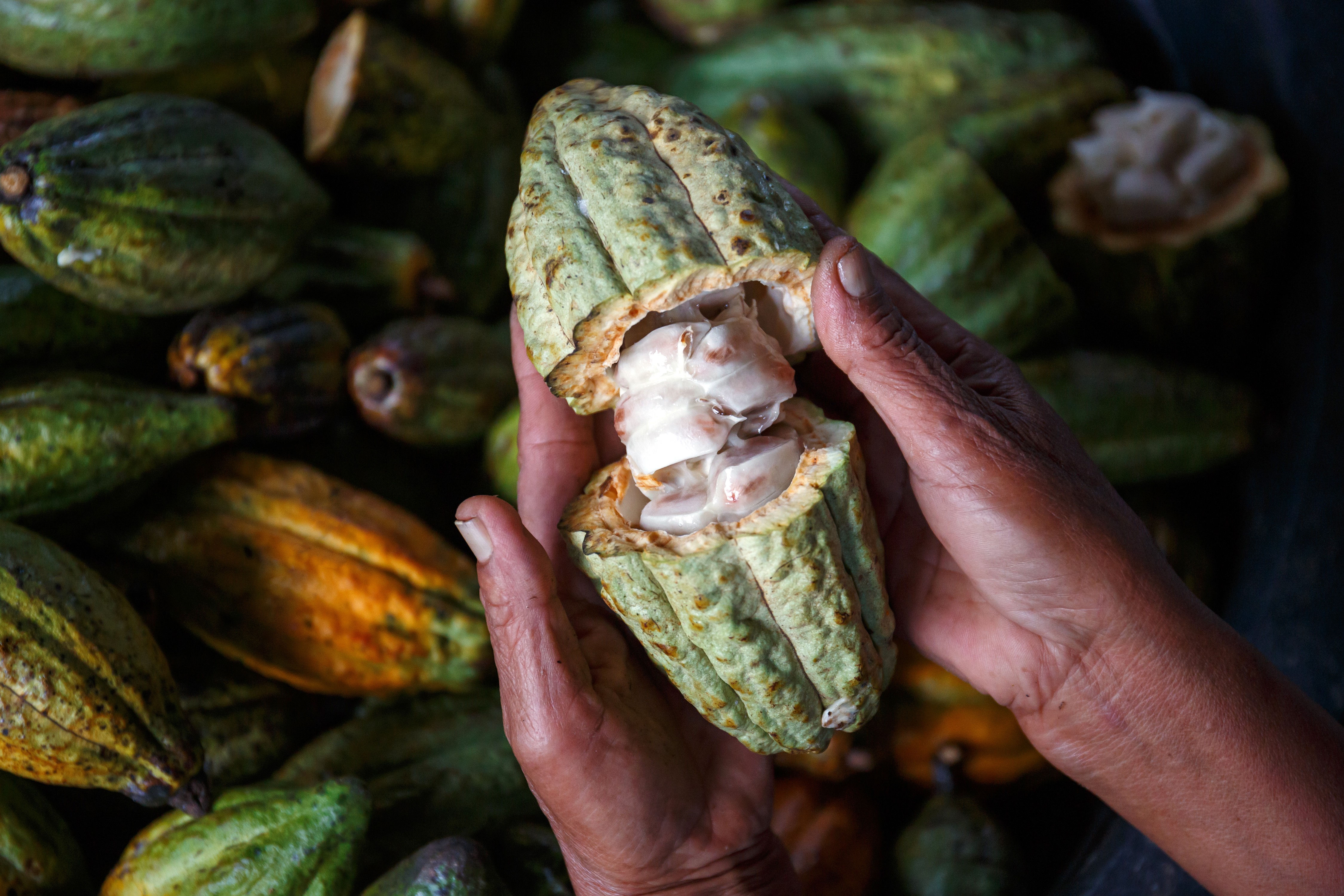 hands opening a cacao pod