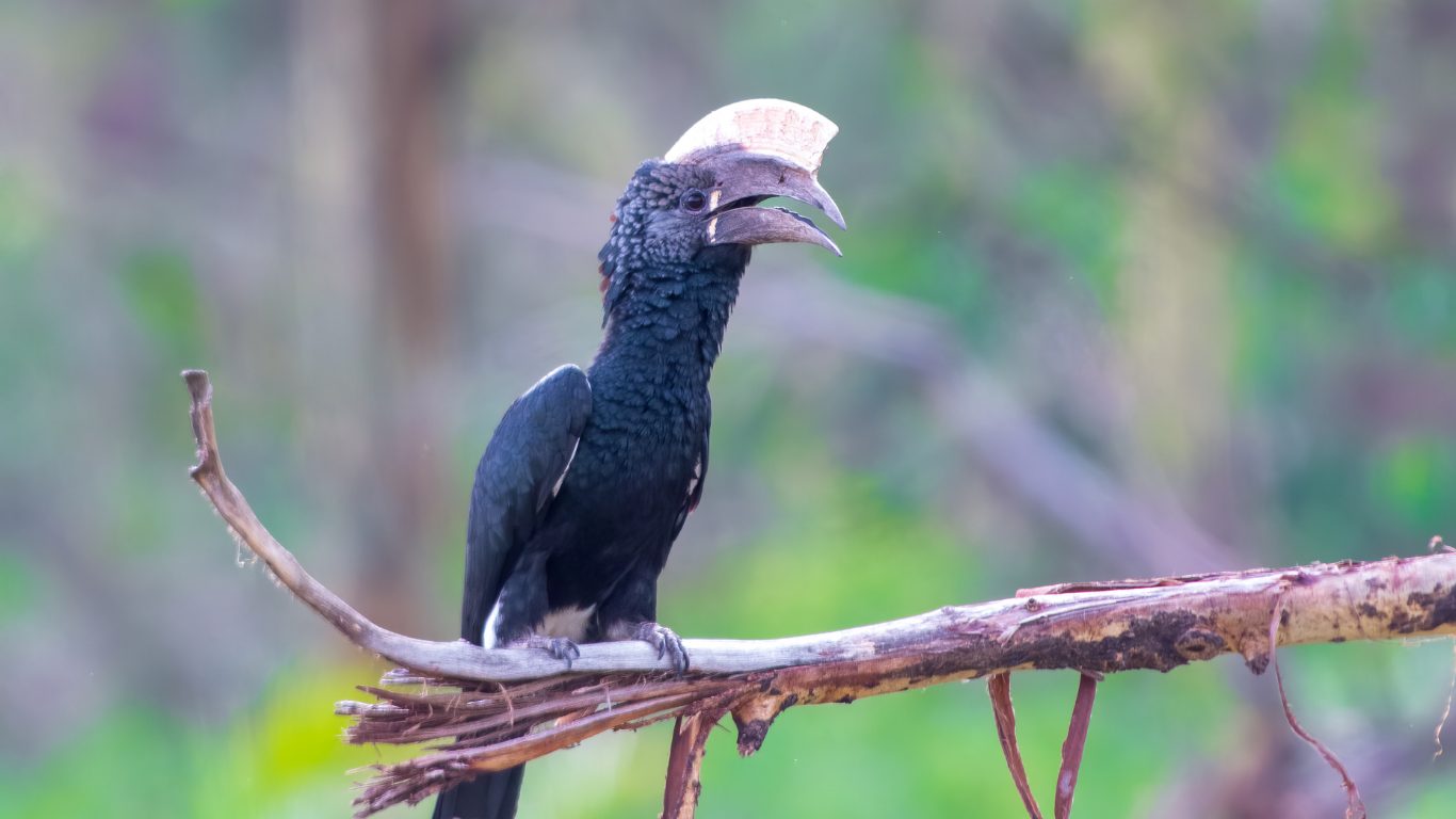 Seed Disperser