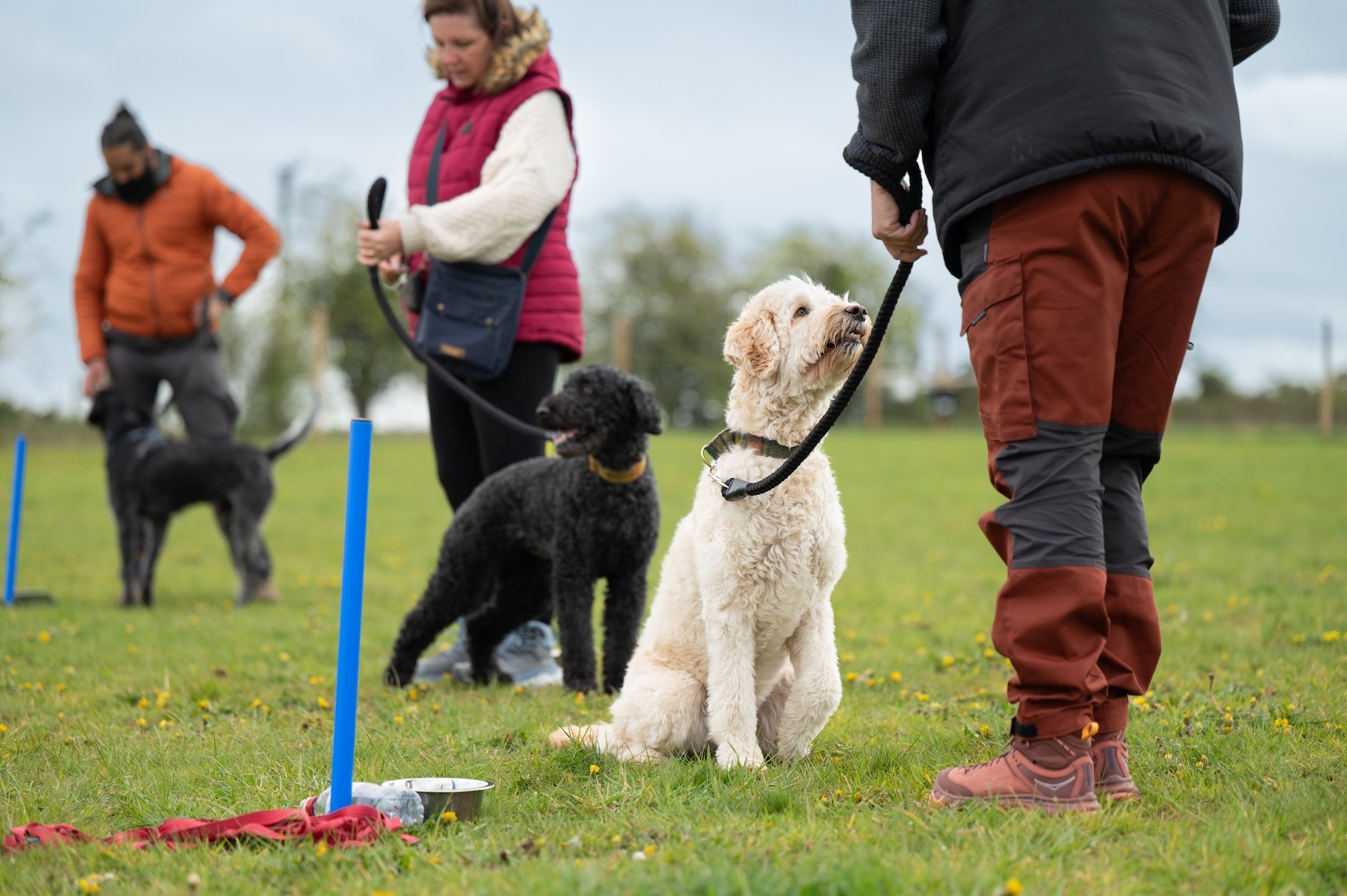 Three dogs and their owners stood behind marker poles. All owners are gaining engagement from their dogs