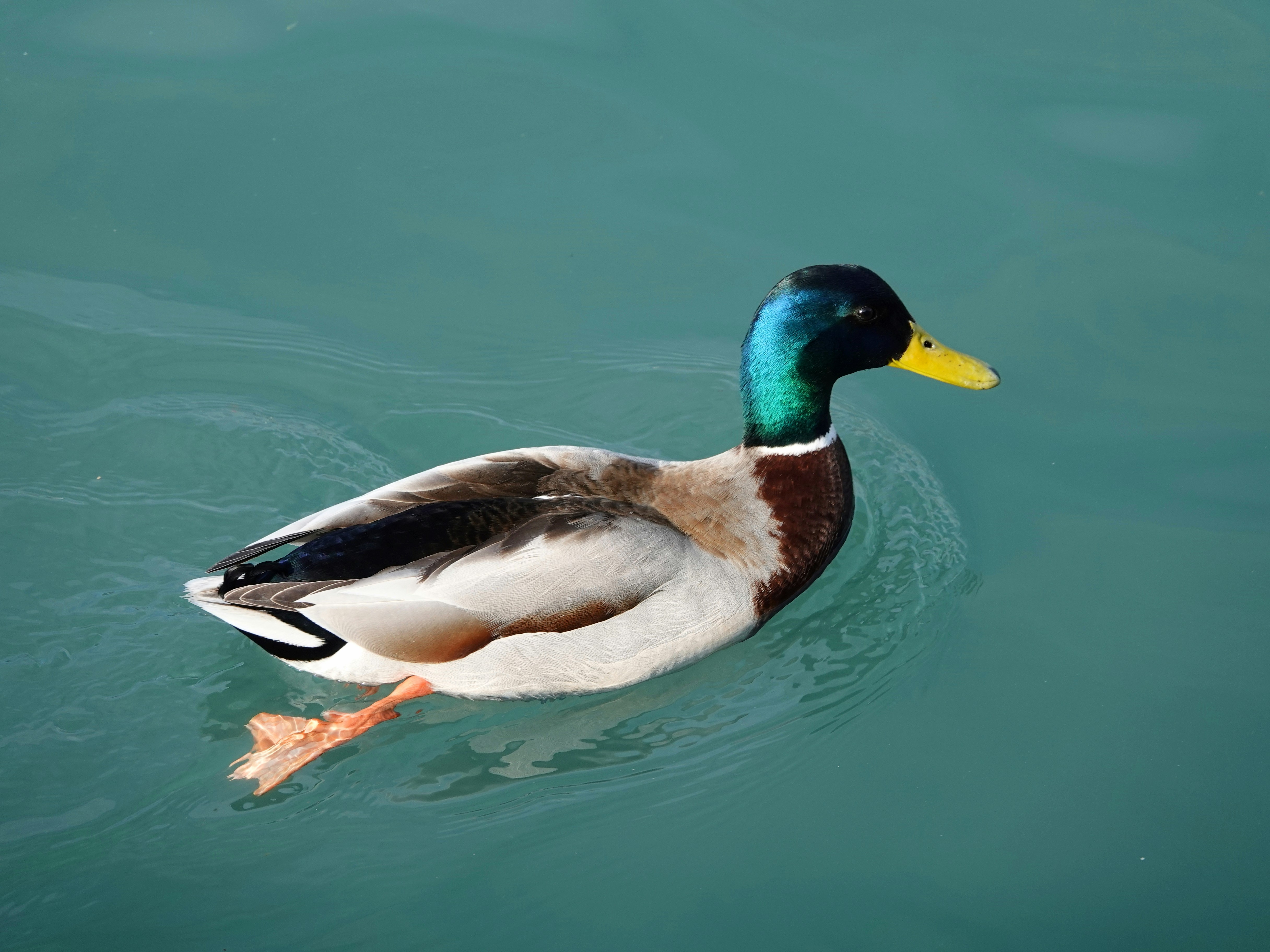 a duck swimming in pond - ai voice generator duck