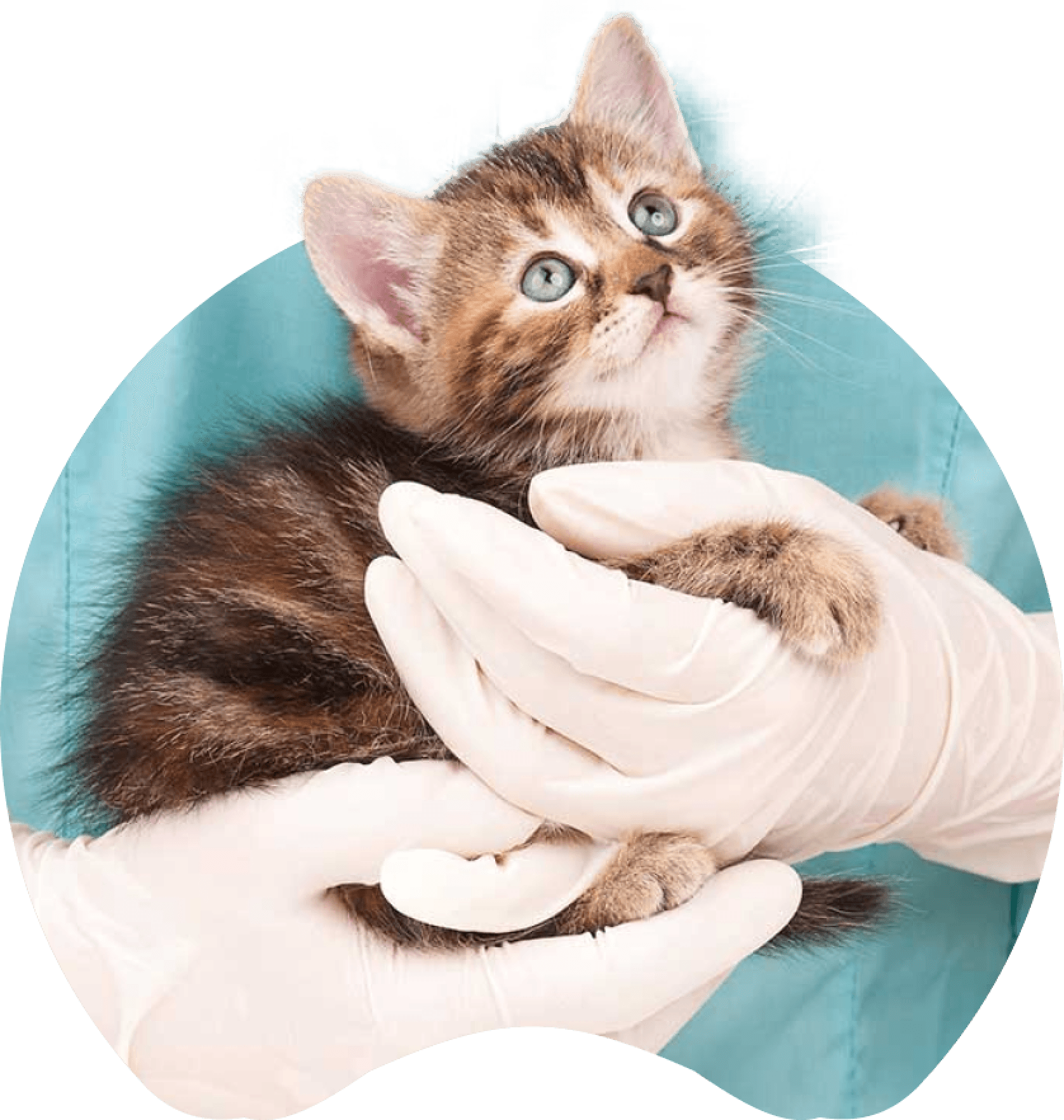 Kitten Visit: What to Expect During Your First Vet Visit in Dubai