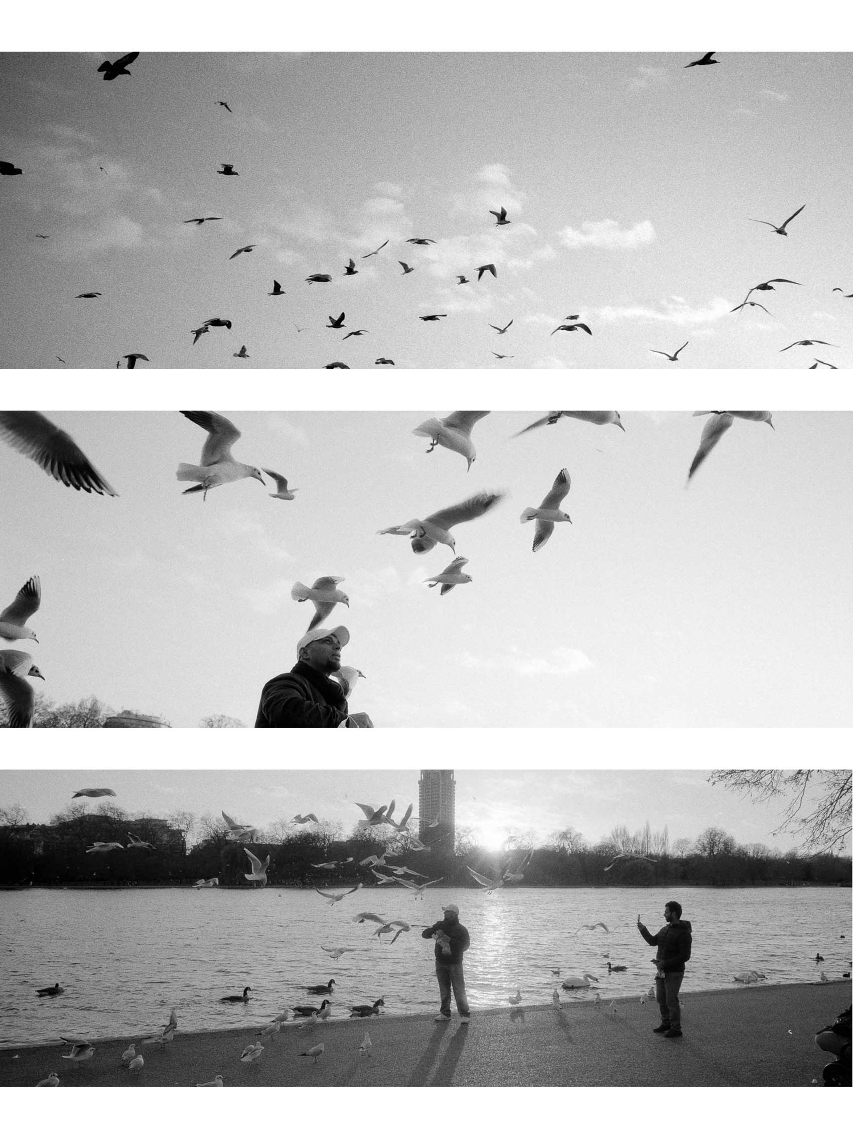 Panoramic film panoramic photography triptych wall art from London Hyde park, capturing a man feeding the birds at sunset in black and white.