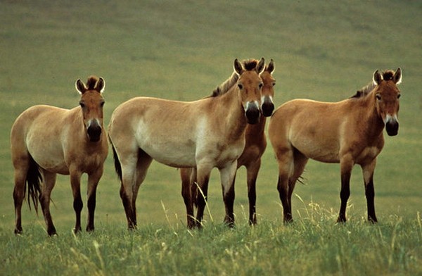a large brown animal in a field of plants