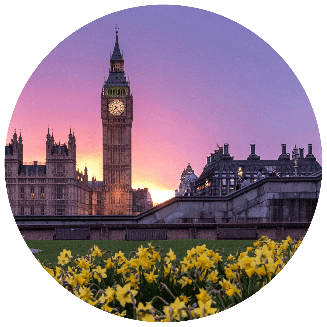 View of Big Ben and the Houses of Parliament at dusk, with bright yellow daffodils in the foreground.
