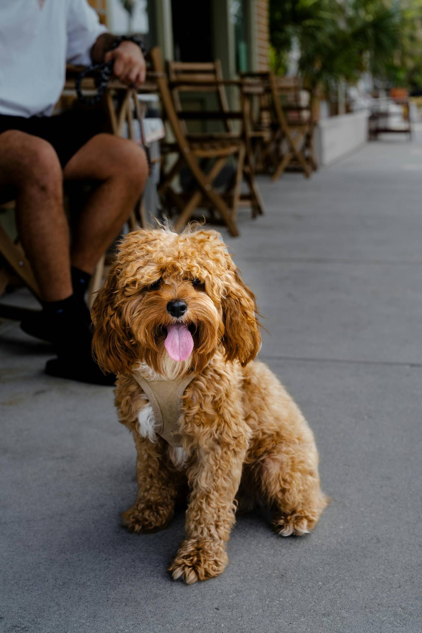 A well-behaved Cavapoo with the owner sitting in the background