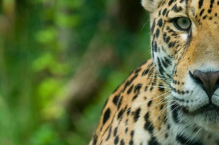 A close-up of a leopard

AI-generated content may be incorrect.