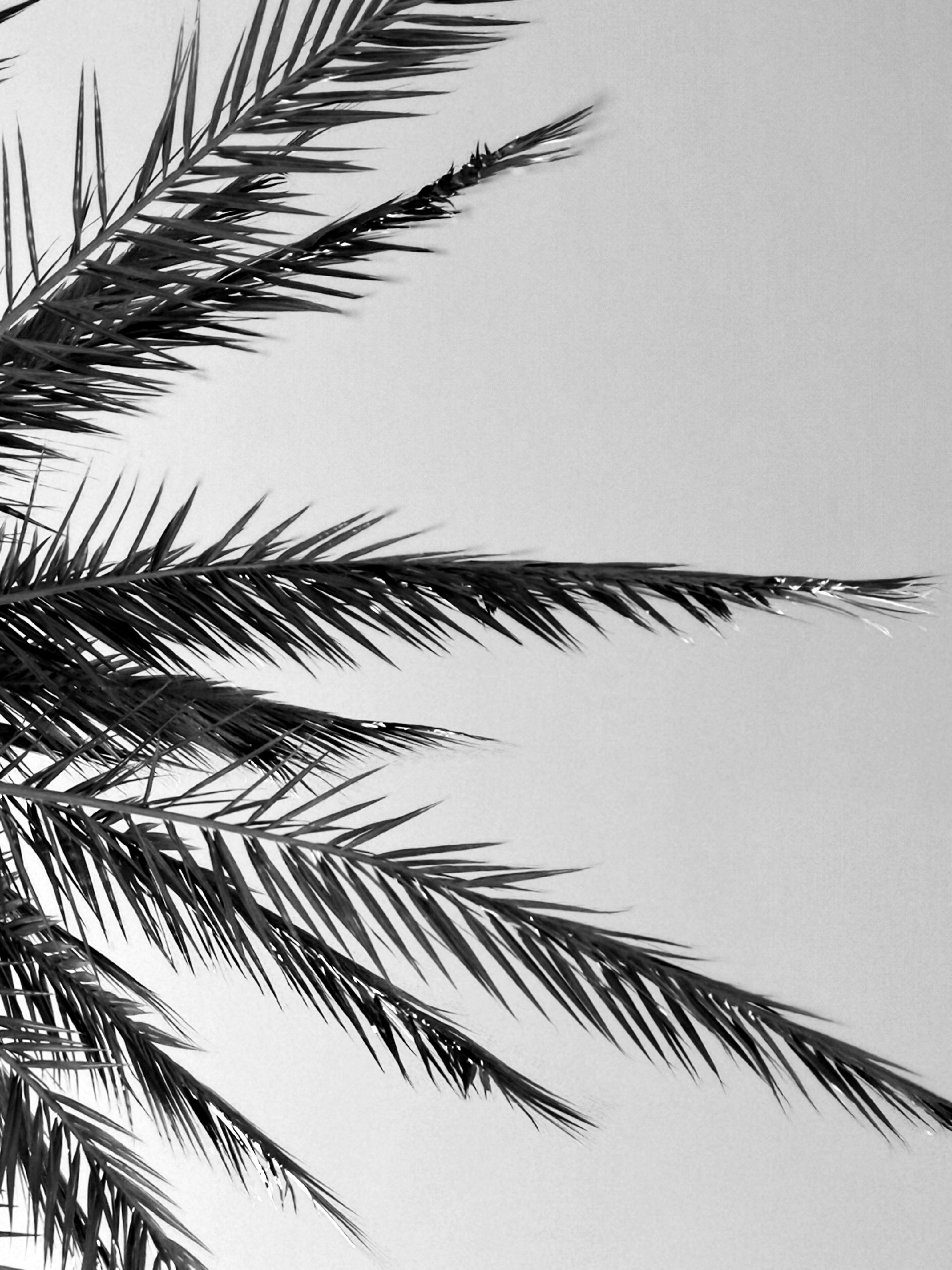 grayscale photography of coconut palm tree