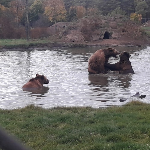 Playing bears