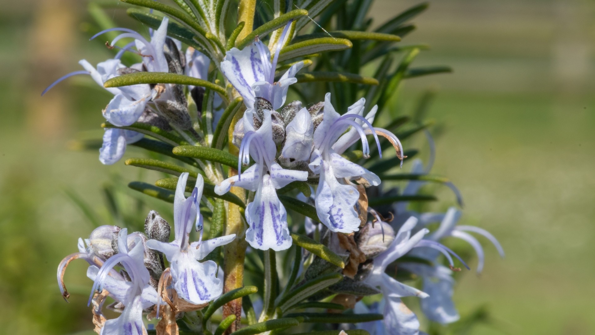 Rosemary (Salvia rosmarinus)