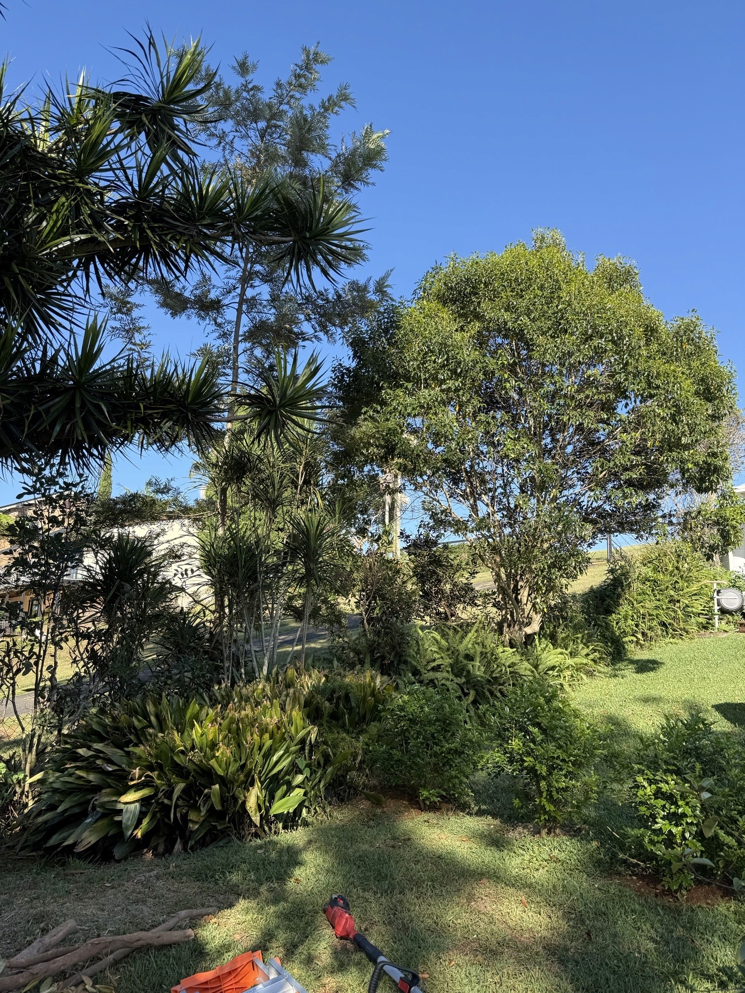 Boundary tree cutting and garden tidy up before house sale Lower Beechmont Gold Coast