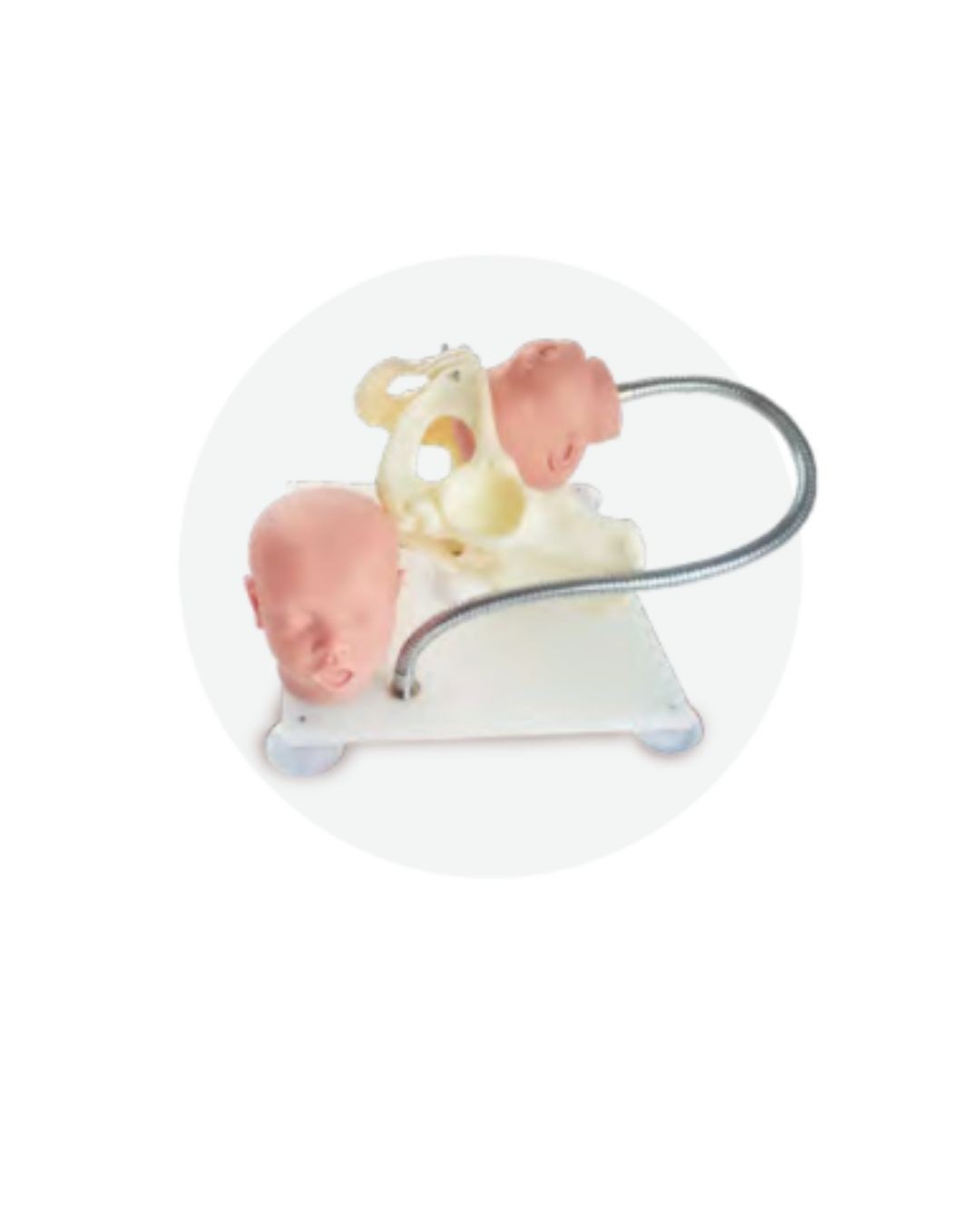 Female Pelvis with Fetal Head Model