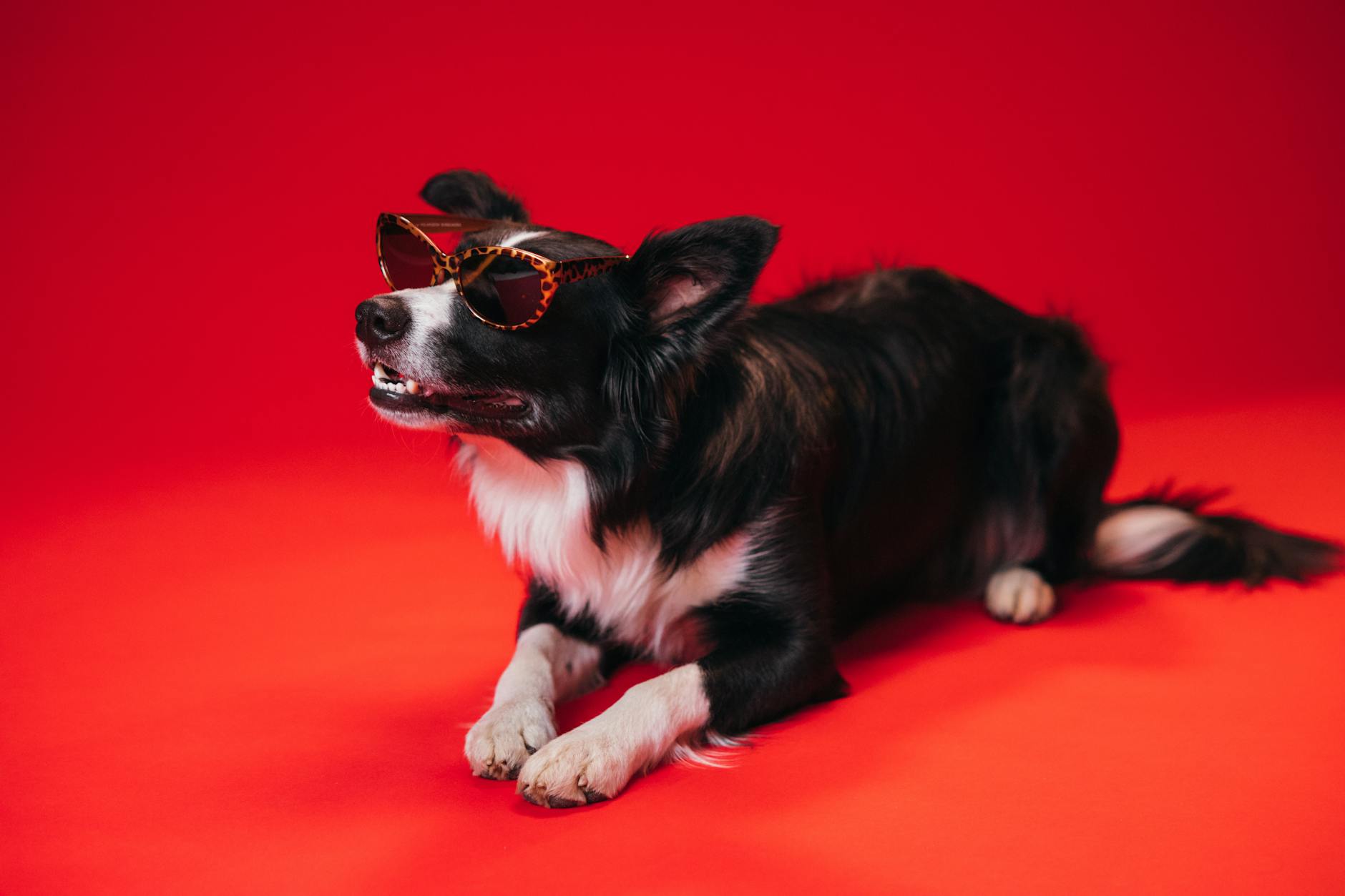 Cute Border Collie dog wearing sunglasses on a vivid red background during a studio photo shoot.