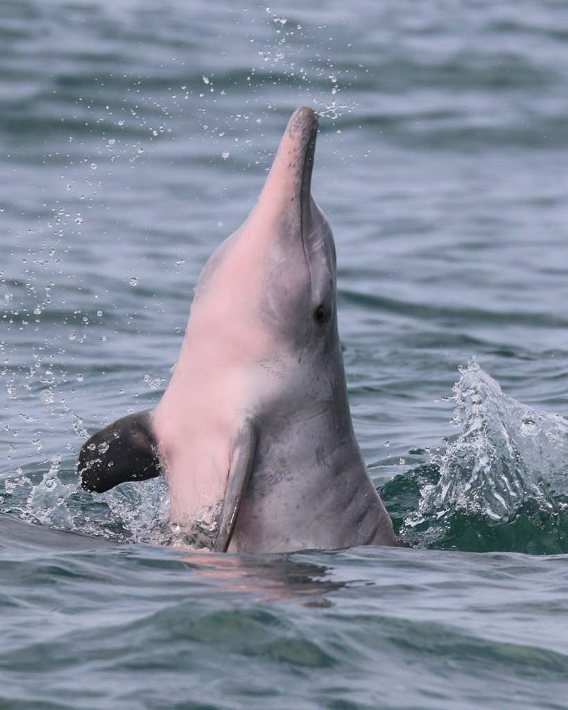 A dolphin breaching the water's surface, creating a splash, with a serene background of rippling waves.