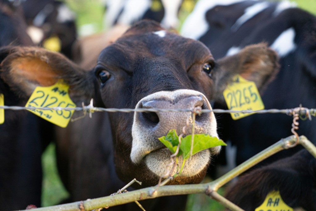 Limpieza y desinfección en bovinos