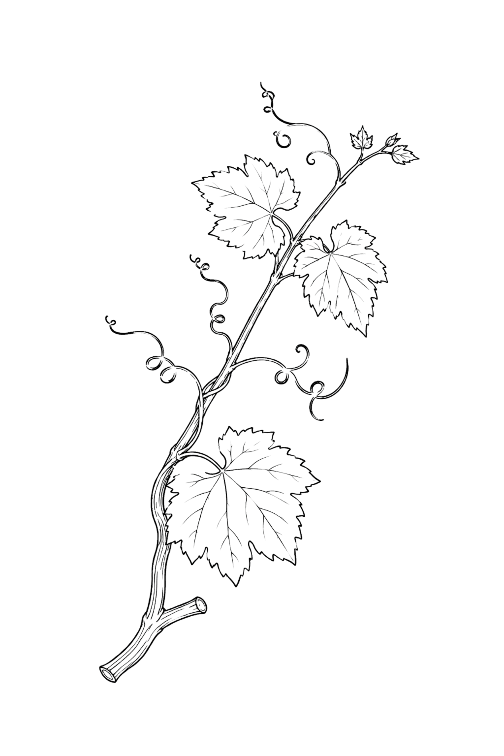 Leaf