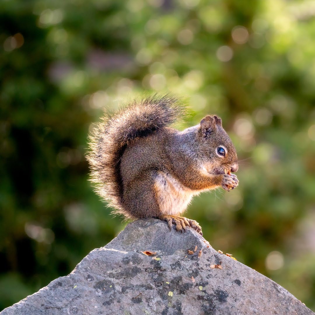 Écureuil sauvage photographié dans le parc national de Yellowstone