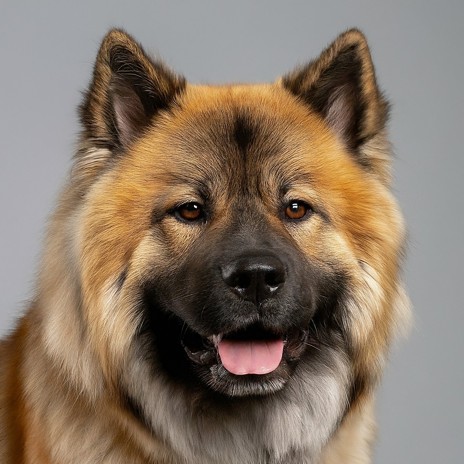 BUDDYUNO, Eurasier