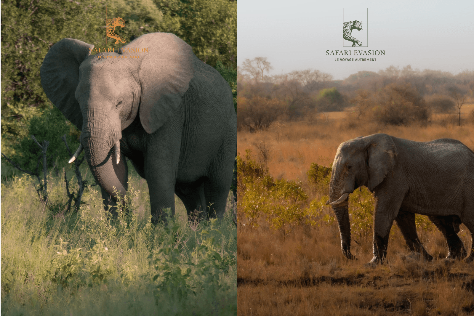 A gauche, un elephant en Ete, a Droite un elephant en hiver