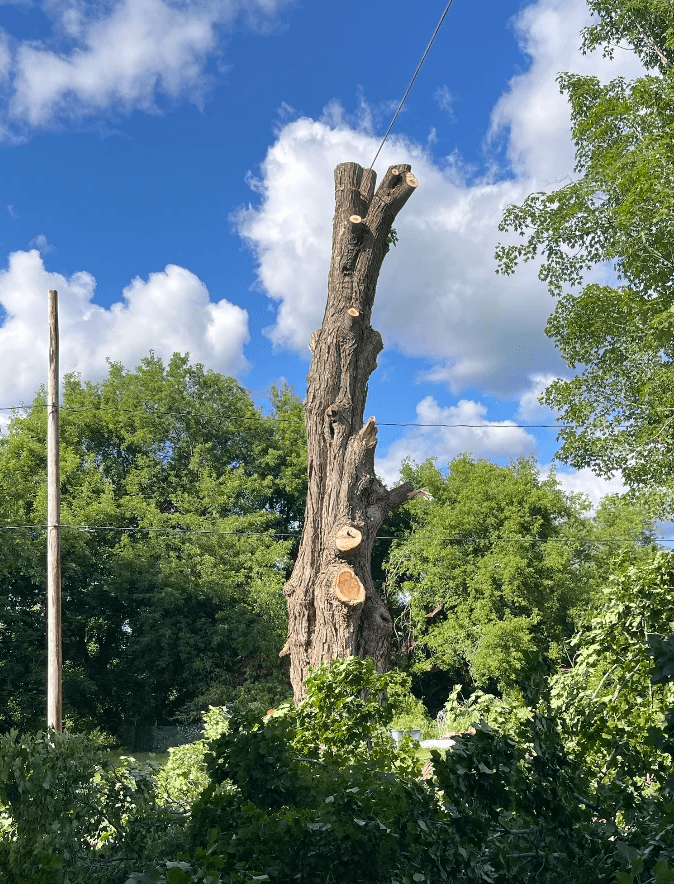 Tree trimming service