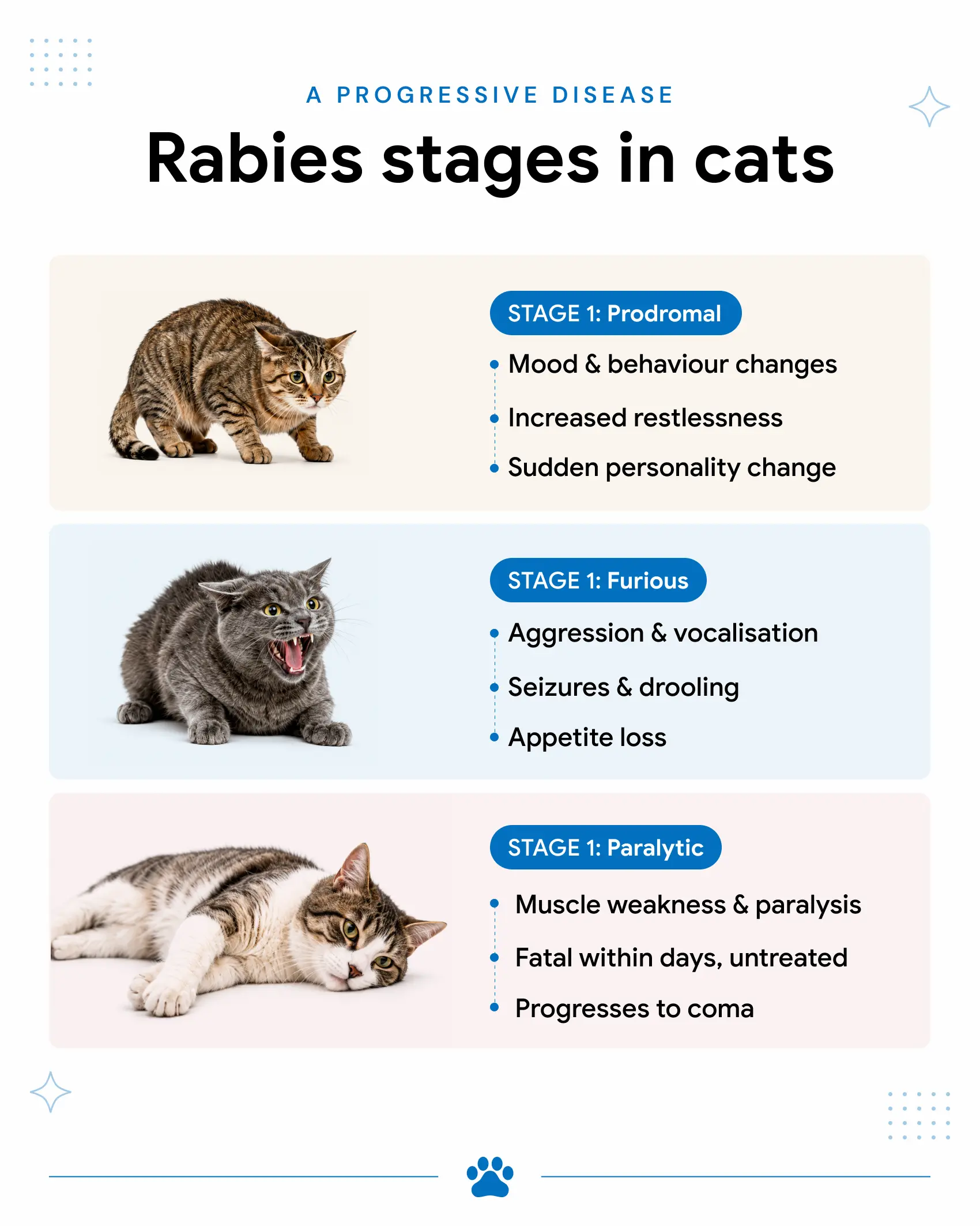 An infographic showing the progression of rabies in cats.