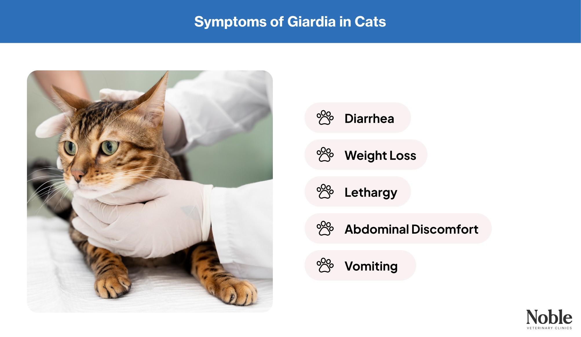 An infographic showing a cat being checked by vets and highlighting the symptoms of Giardia in cats.