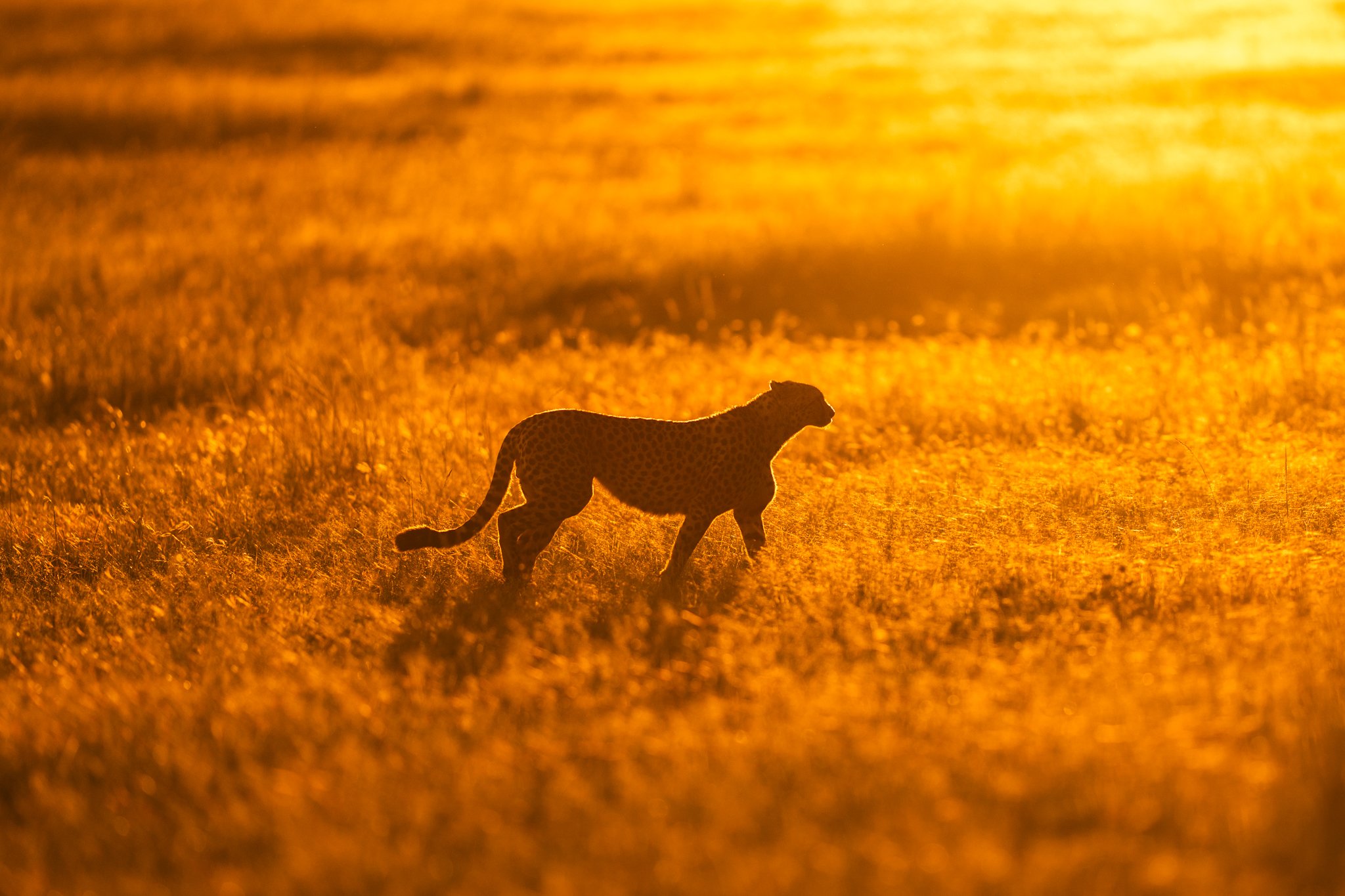 Maasai Mara wildlife — portrait