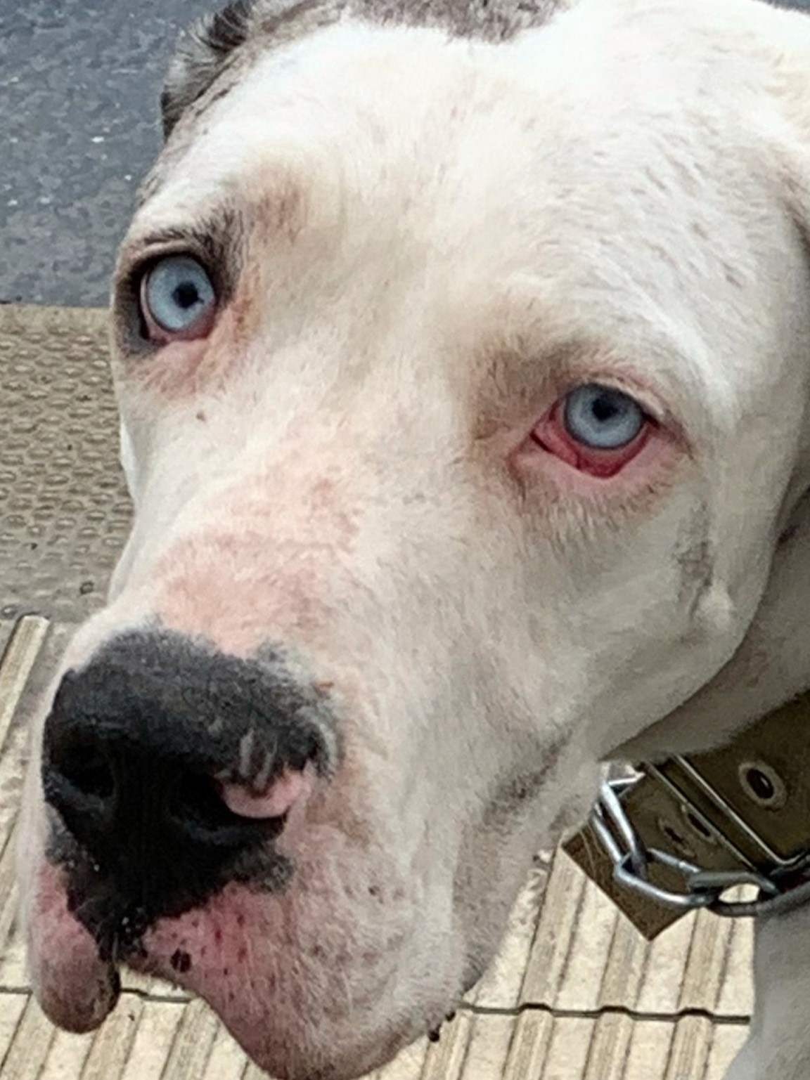 "Dog with blue eyes and a sad expression"