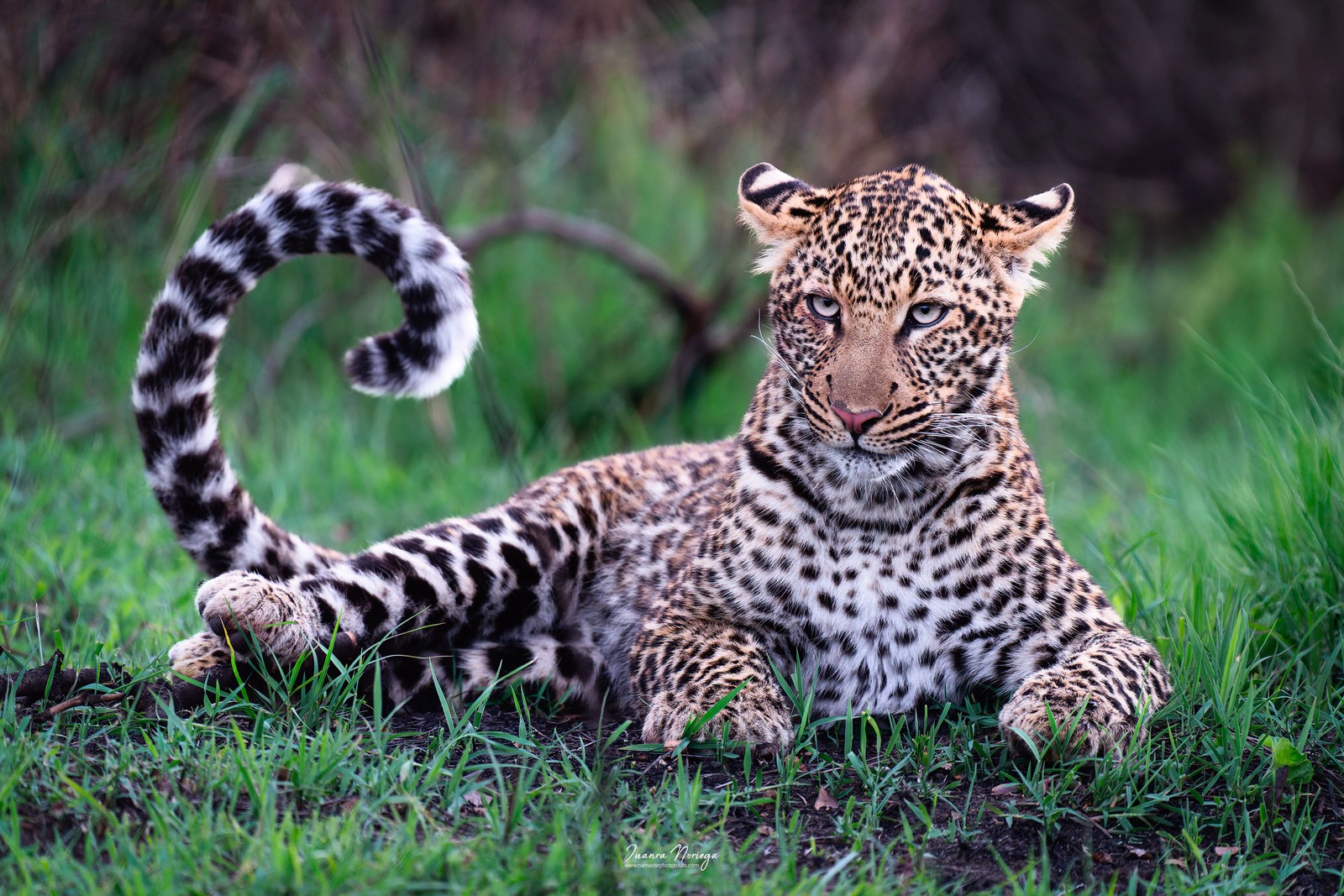Leopardo en el Masai Mara, Kenia