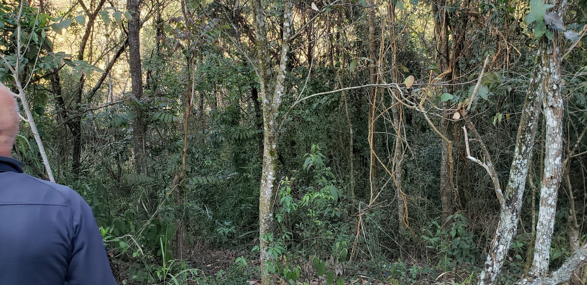 Homem de costas observa trecho de mata nativa com árvores finas e cipós em uma das RPPNs visitadas