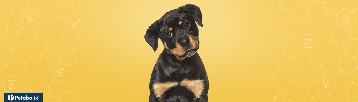 Rottweiler image