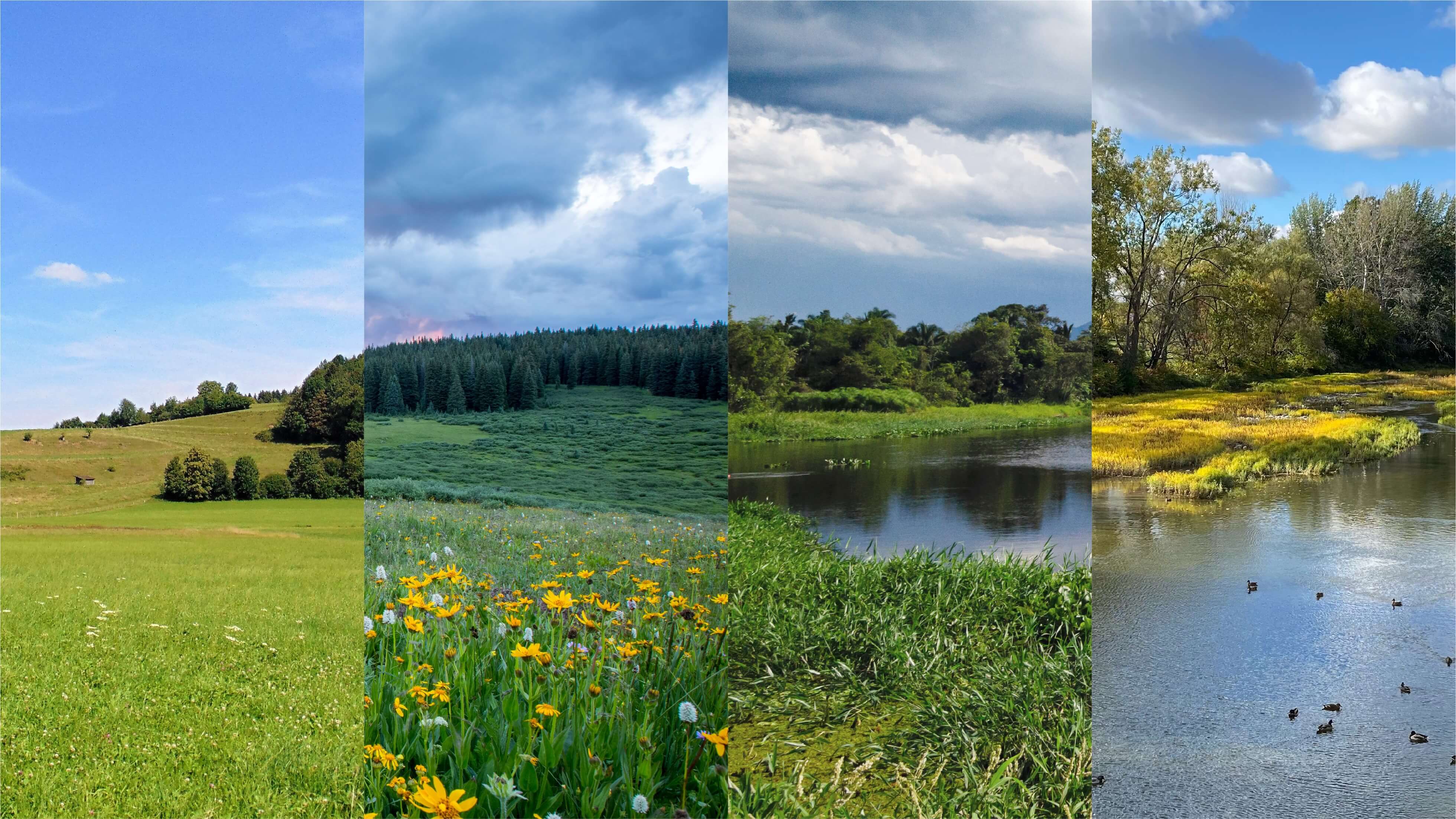 4 stages of rewilding in different locations