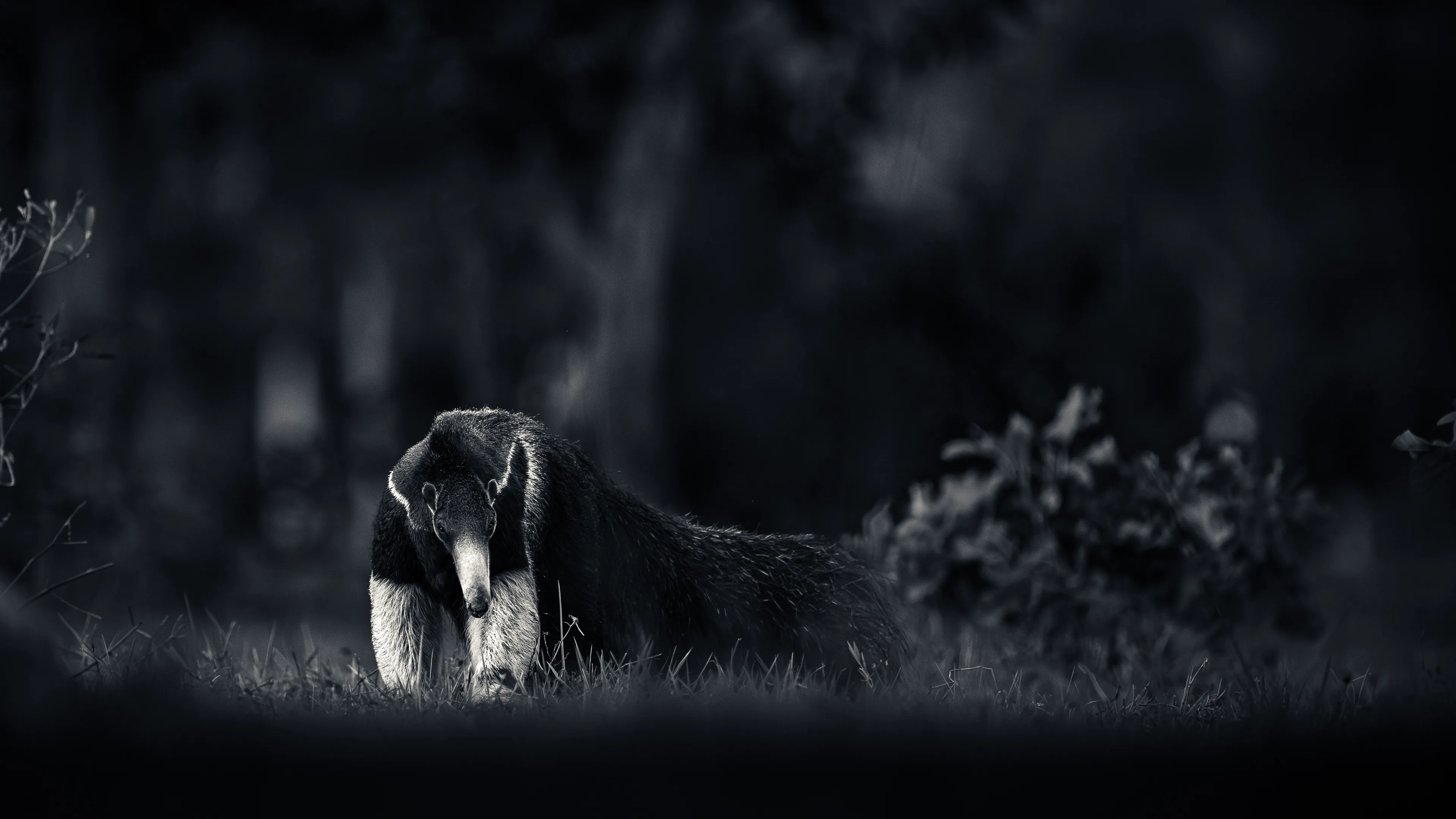 Wildlife Of Brazil