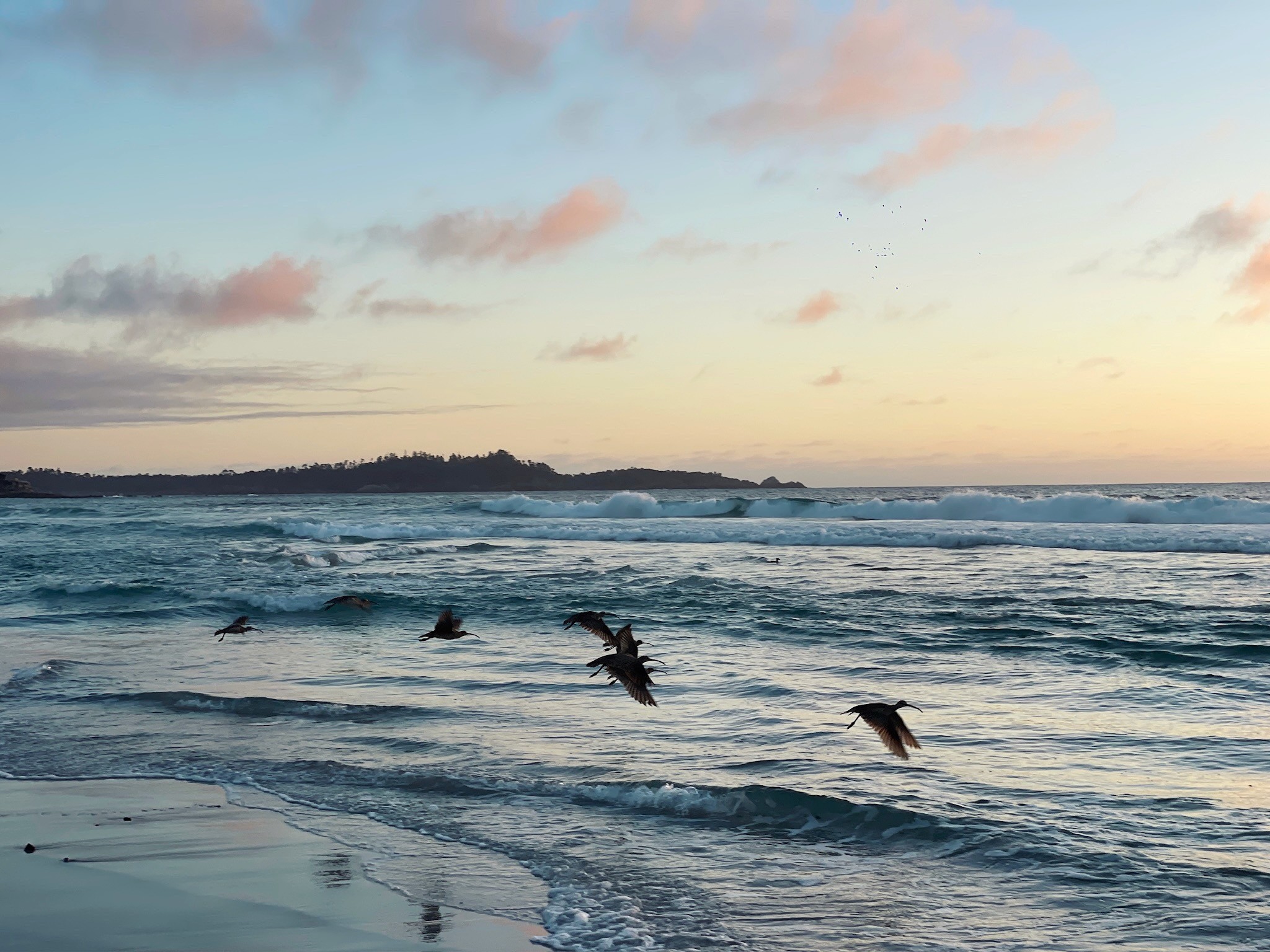 Sunset at the beach with a flock of brids flying through