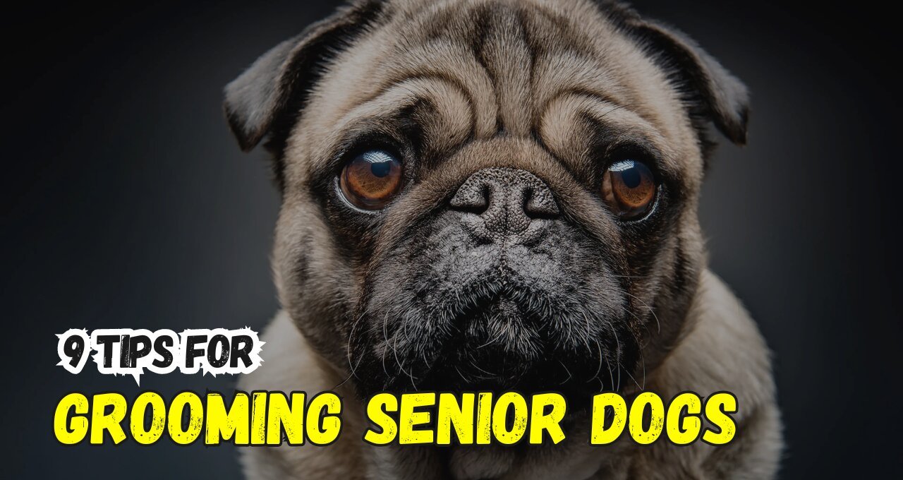 Tips for Grooming Senior Dogs