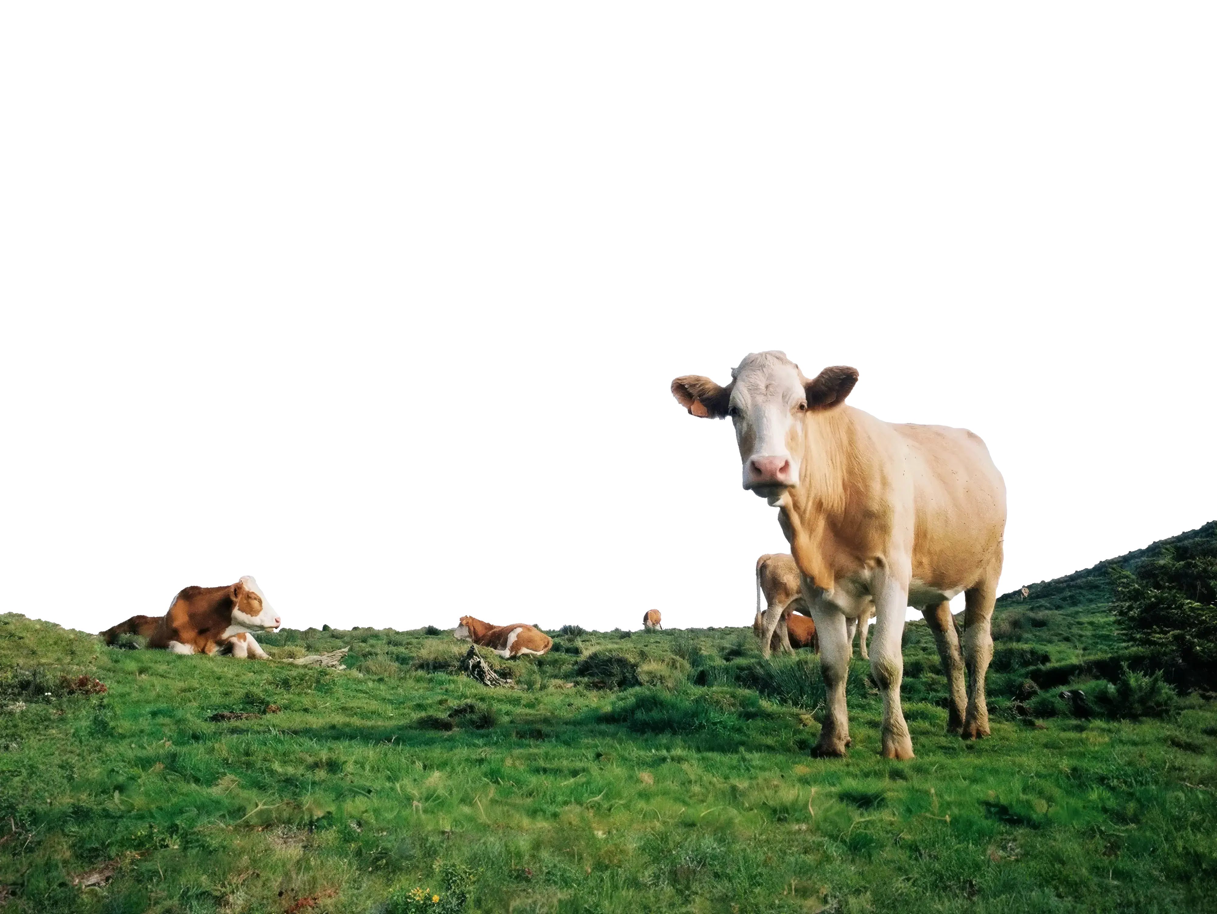 Foreground image for a cow on a rolling green field in southern Kentucky.