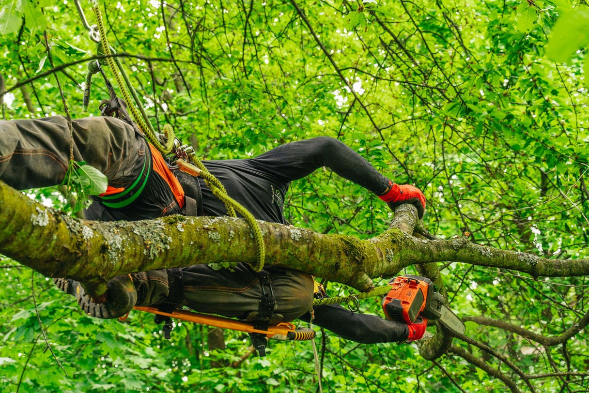 Seilklettertechnik zur Baumpflege, Baumkatastern, Obstbaumschnitt, Baumpflege, Pflege von Bäumen